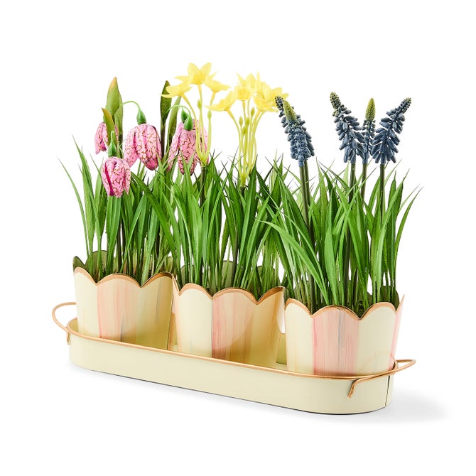 Rosy Stripe Triple Potted Blooms